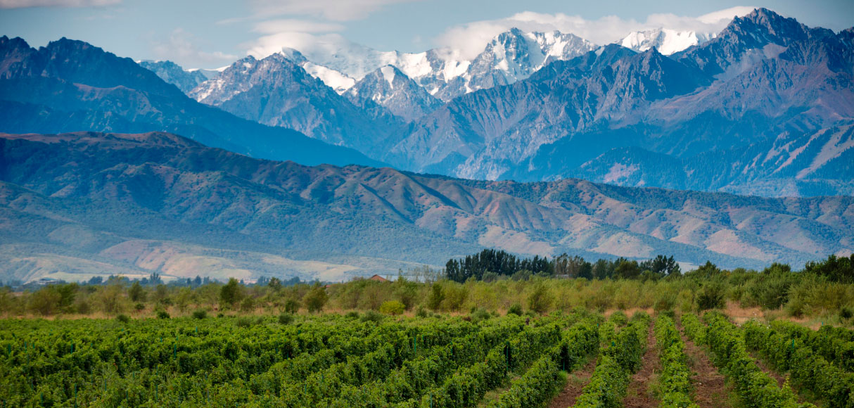 Foto de Gualtallary, cordillera y viñas. Provincia de Mendoza.