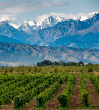 Foto de Gualtallary, cordillera y viñas. Provincia de Mendoza.